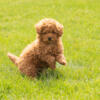 Mini labradoodle / Toy poodle male puppies indiana