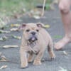 Handsome 11 week old Blue Fawn Male Pup Available!