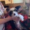 akc female powderpuff chinese crested