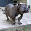 Exotic/Pocket Bully Puppies For Sale