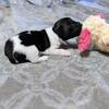 AKC Rat Terrier - TRT