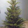 FEB 2024 UNLIT  Easter CHRISTMAS TREE realistic lifelike Lanham MARYLAND