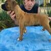 CB1- Brindle Boxer Male