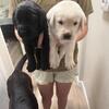 English Labrador Retriever Puppies