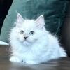TICA Lilac Mitted Ragdoll Female