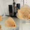 Penang eruption discus fry