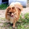Pomeranian stud ocala fl