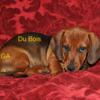 Beautiful, healthy, shiny smooth coat miniature dachshund available now!