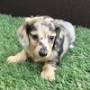 Dachshund Puppies For Sale