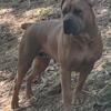 American Bandogge Mastiff Pups