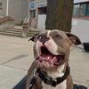 Standard American Bully Available For Studding