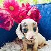 Extremely Rare Blue Cream Extreme dapple piebald 