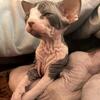 Hairless Sphynx Girl Kitten 