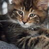 Maine Coon/ American Shorthair