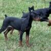 AKC 100% European Dobermans in S.C.