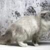 TICA Ragdoll Stud for sale, Blue Mitted, Full Registration