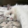 Angel - Blue Bicolor Ragdoll Kitten