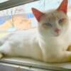 Male flame point siamese