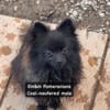 Neutered Pomeranians AKC REDUCED