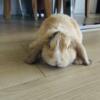 Baby Holland Lop Bunny