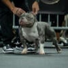 American bully micro stud