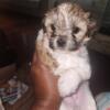 9 week old Female Malshipoo for Sale!!! 