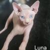 Sphynx cat NYC, L.I, NJ, CT