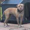 Heavy Redboy Female & Pup ADBA REGISTERED