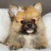 Pomeranian puppies male and female