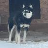 Special AKC Siberian Husky-Spayed!