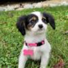 Mini Aussie/Cavalier mix (Aussaliers)