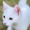 Turkish Angora for sale!