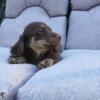 Female chocolate & cream long haired miniature dachshund