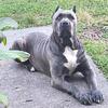 Cane corso pups
