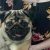 AKC female fawn pug for sale