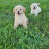 Potty trained, CKC Female Toy Poodle (One left)