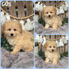 Toy Poodle puppies