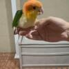 White Bellied Caique babies