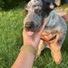 Blue Heelers Available in Cave City, Ky