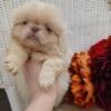 PEKINGESE PUPPIES TALLAHASSEE FL,  CHAMPION BLOODLINES,  REGISTERED , FULLY VETTED