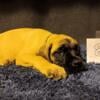 English Mastiff Puppies ready to go