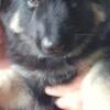 2 German Shepherd male puppies