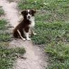 RED TRI TOY AUSTRALIAN SHEPHERD STUD SERVICE