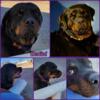 AKC Champion Import sired Rottweilers