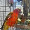 Red Factor Sun Conures