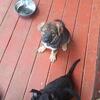 CKC Registered German Shepherd Puppies Litter Announcement