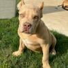 XL Bully needs a home!