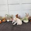 Devon Rex Christmas Kitten