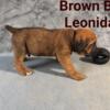 7 Beautiful Cane Corso Pups Available