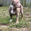 XL AMERICAN BULLY PUPPIES